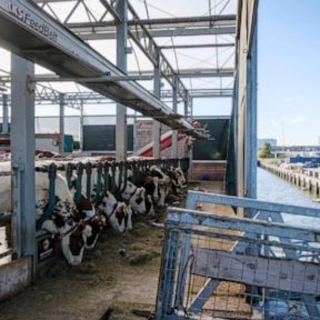 Cows in Rotterdam harbor, seedlings on rafts in India; are drifting farms the future?