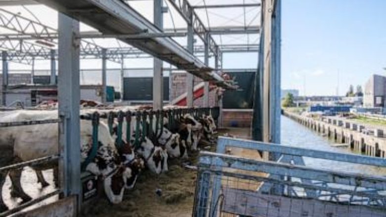 Cows in Rotterdam harbor, seedlings on rafts in India; are drifting farms the future?