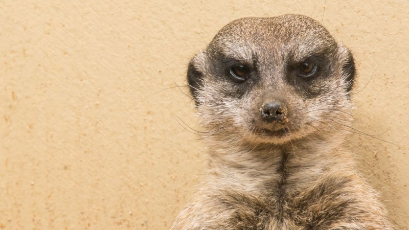 Some female meerkats have a ruthless, savage streak, and now we might understand why