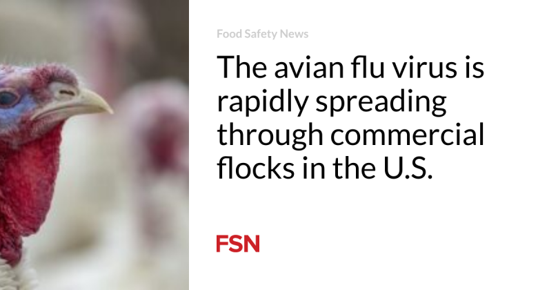 The bird influenza infection is quickly spreading out through industrial flocks in the U.S.