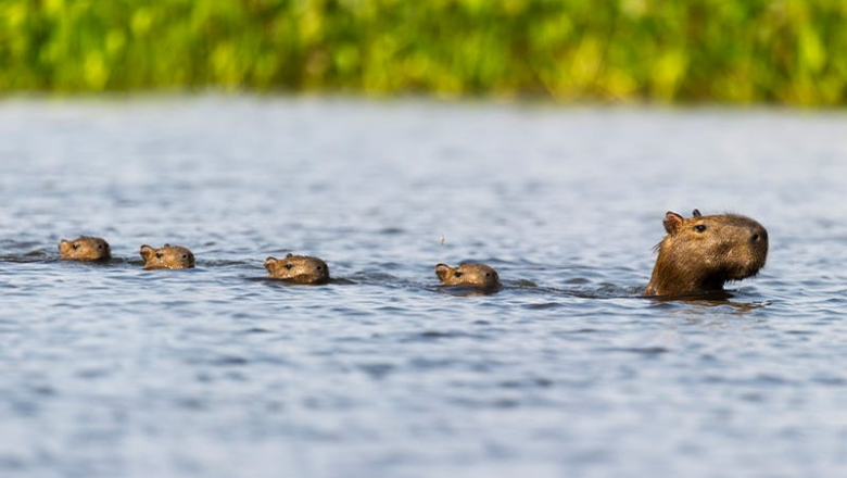 How Capybaras Outwit Big Cats