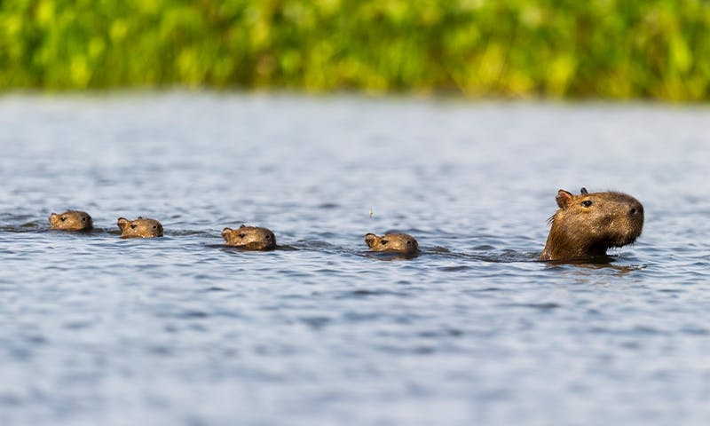 How Capybaras Outwit Big Cats