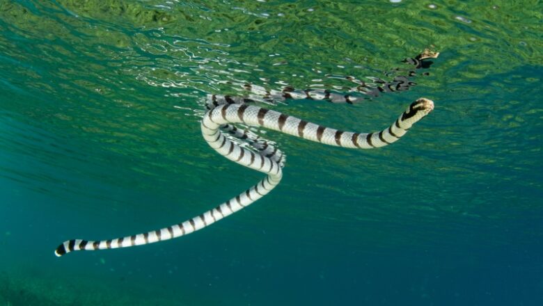 Male Sea Snakes Evolved Big Eyes to Ogle at Females