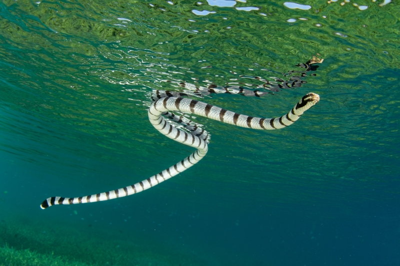 Male Sea Snakes Evolved Big Eyes to Ogle at Females