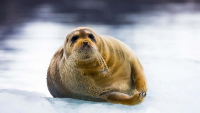 Arctic seals have strange bones in their noses that assist them remain warm