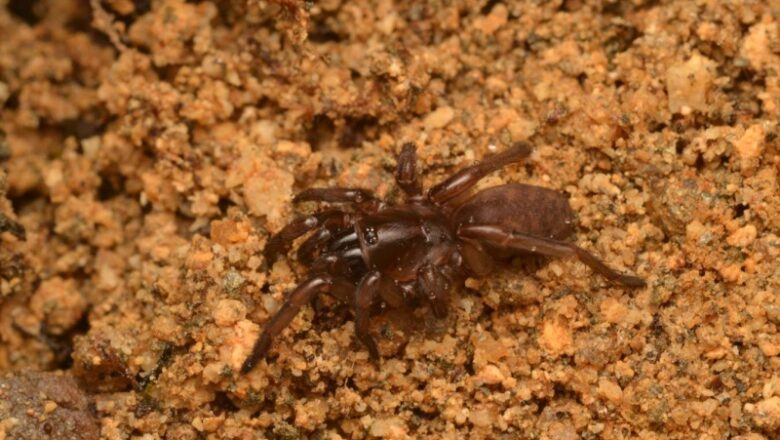 Tap-dancing spider uncovered after vanishing for 92 years