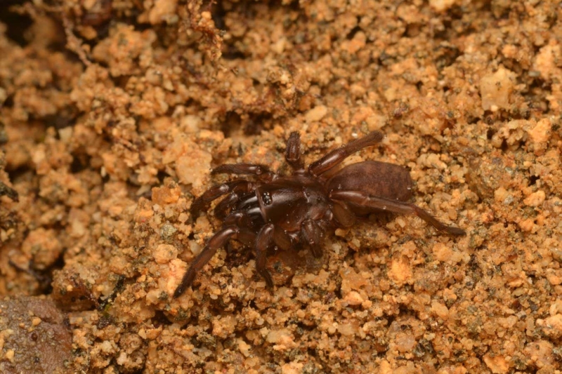 Tap-dancing spider uncovered after vanishing for 92 years