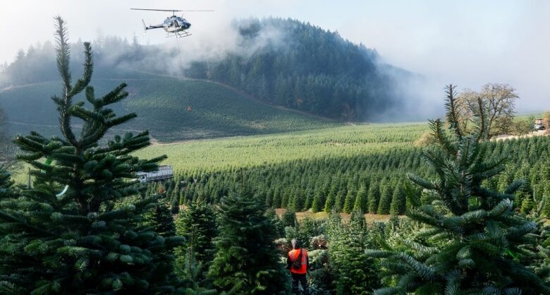 The Toxic Truth About Your Christmas Tree