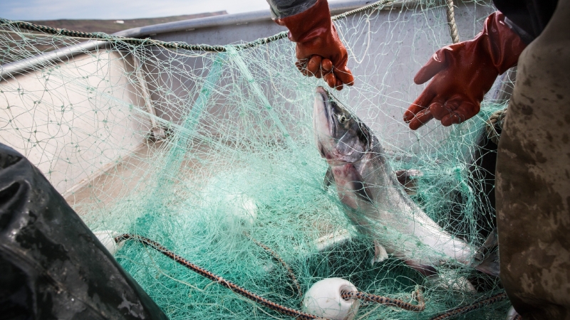 As salmon vanish, a fight over Alaska Native fishing rights warms up