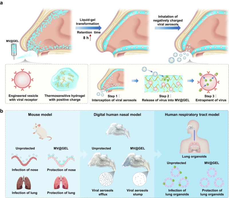 Scientists establish unique intranasal mask to safeguard breathing system from viral aerosols