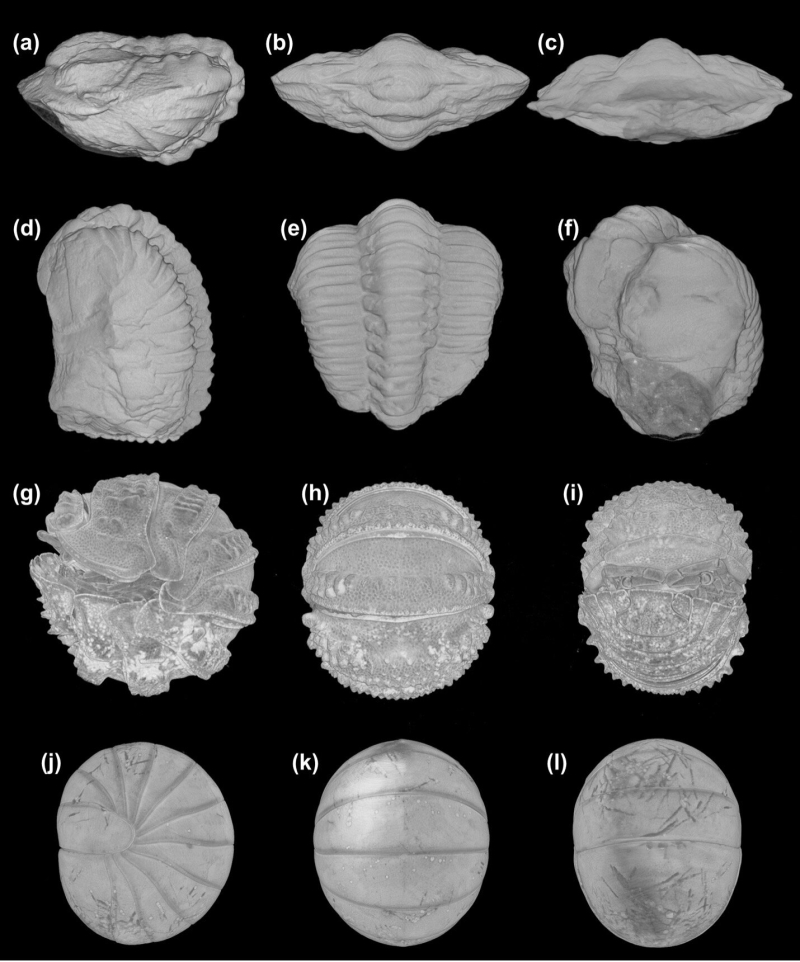 3D conservation of trilobite soft tissues clarifies convergent advancement of protective registration