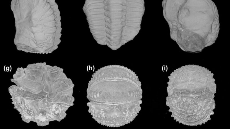 3D conservation of trilobite soft tissues clarifies convergent advancement of protective registration