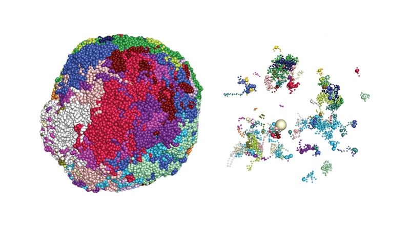 Odor’s sensory magic emerges from system that customizes each of nose’s sensory cells, mouse research study recommends