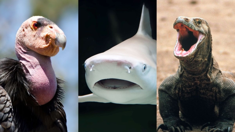 8 animals that have virgin births