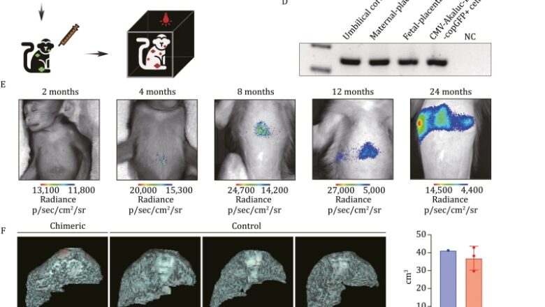 A chemically specified, xeno-free culture system for culturing and obtaining monkey pluripotent stem cells in vitro