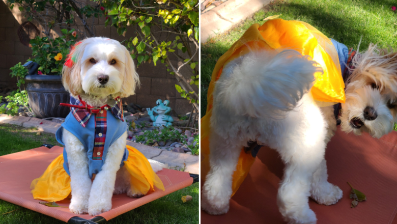 Labradoodle With Special ‘Happy Dance’ After Eating Wins Pet of the Week