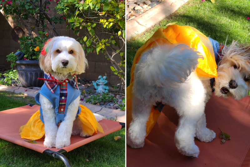 Labradoodle With Special ‘Happy Dance’ After Eating Wins Pet of the Week