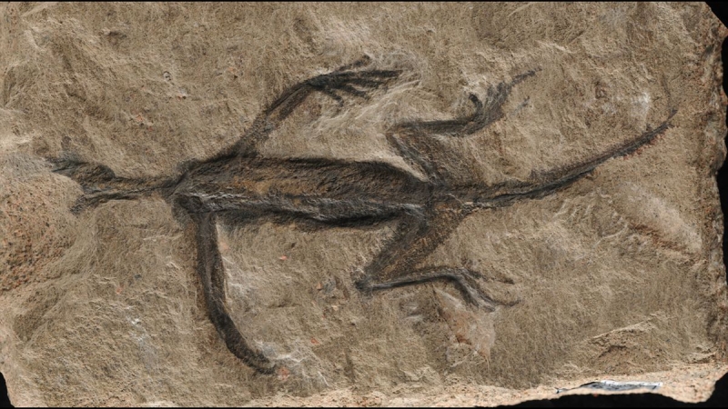 Just part of unusual 280 million-year-old fossil is genuine– the rest is mainly paint