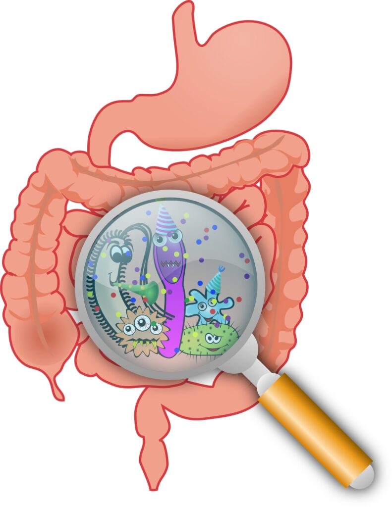 Gut microbiome: Meet Asaccharobacter celatus– the brain health bug