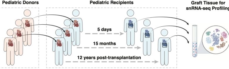 Genomic research study clarifies immune microenvironment in transplanted pediatric hearts