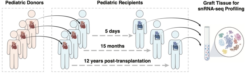 Genomic research study clarifies immune microenvironment in transplanted pediatric hearts