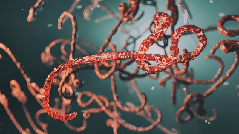 Ebola Vaccine Given Post-Infection Protects Against Death