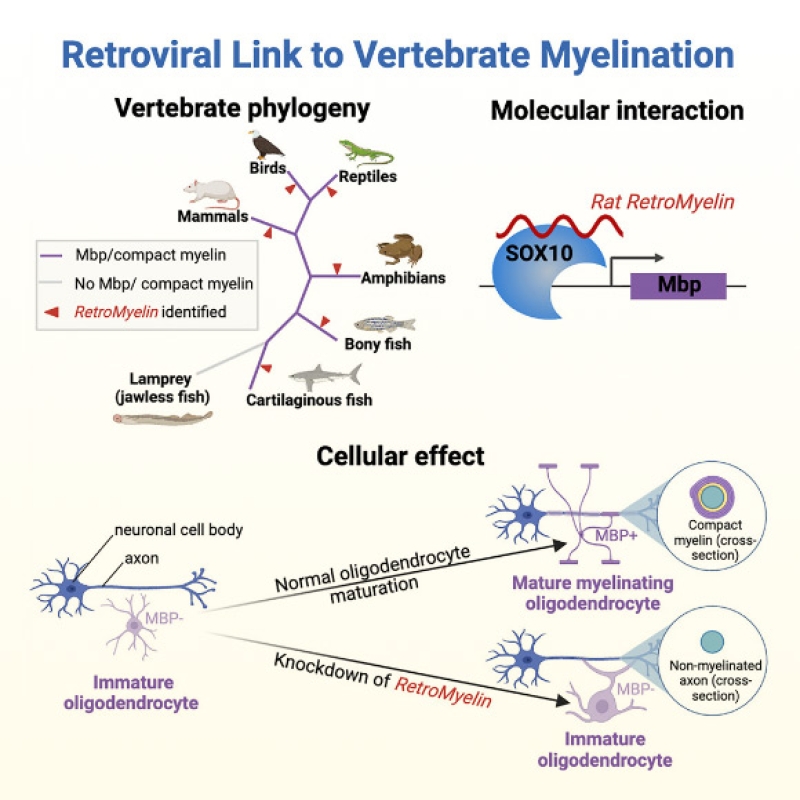 Research Study: Ancient Retroviruses Shaped Vertebrate Brains