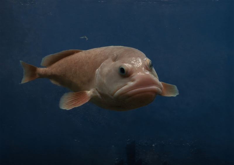 With a Comically Sad Face, the Blobfish Could be the Ugliest Animal on the planet