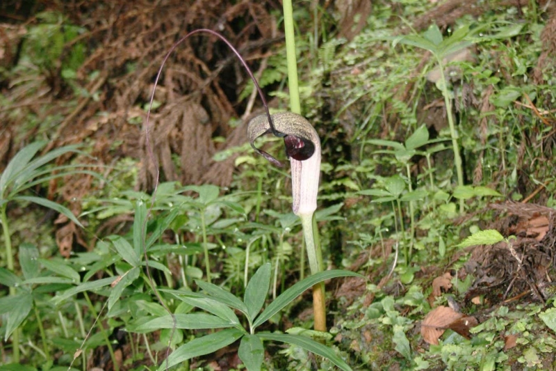 Lethal plant eliminates its pollinators however nurses their young