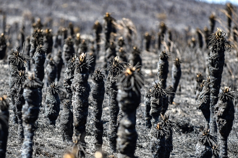 Una temporada de incendios sin precedentes arrasa uno de los puntos calientes de biodiversidad de la Tierra