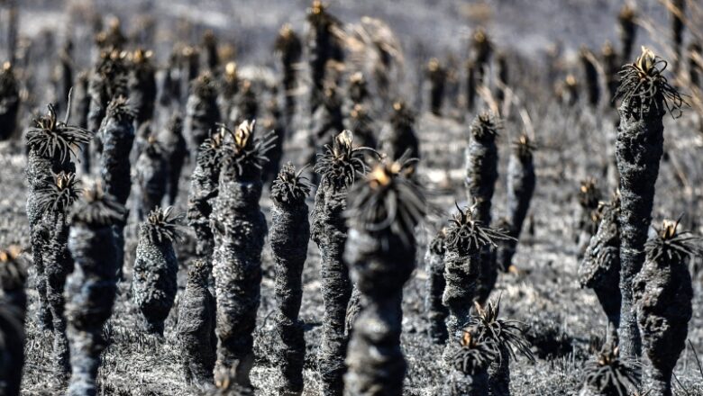 Una temporada de incendios sin precedentes arrasa uno de los puntos calientes de biodiversidad de la Tierra