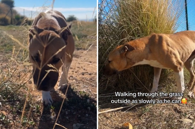 Pet in Shelter for 6 Years Savors ‘Favorite’ Part of Each Day in the Grass