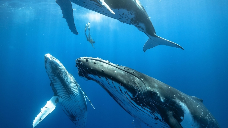 Whales can sing undersea without drowning– now we understand how