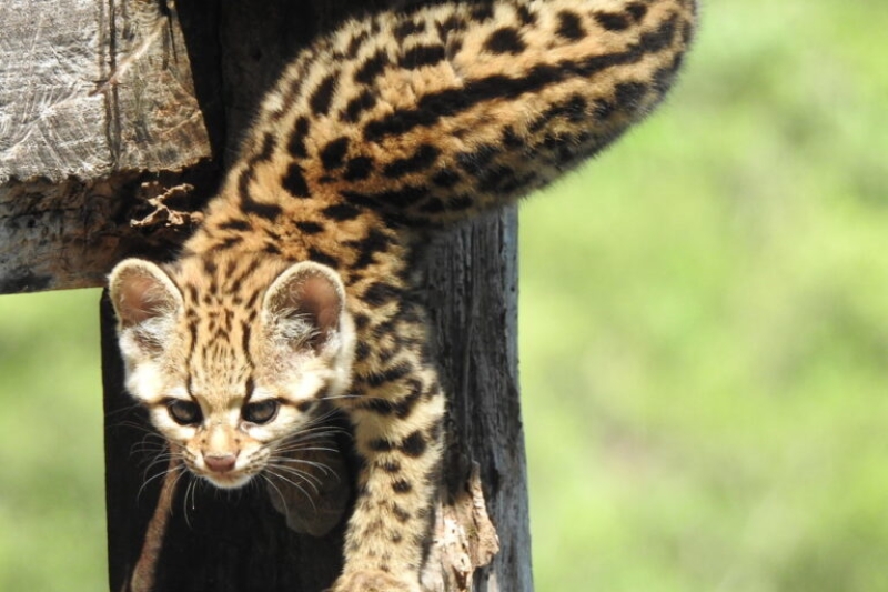 Tiniest wildcat of the Atlantic Forest deals with massive dangers