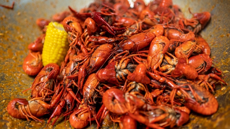 Environment modification is striking the heart of Cajun nation– through its crawfish