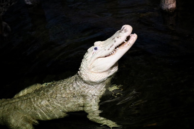 Zoo gets rid of $7 in coins from alligator’s stomach