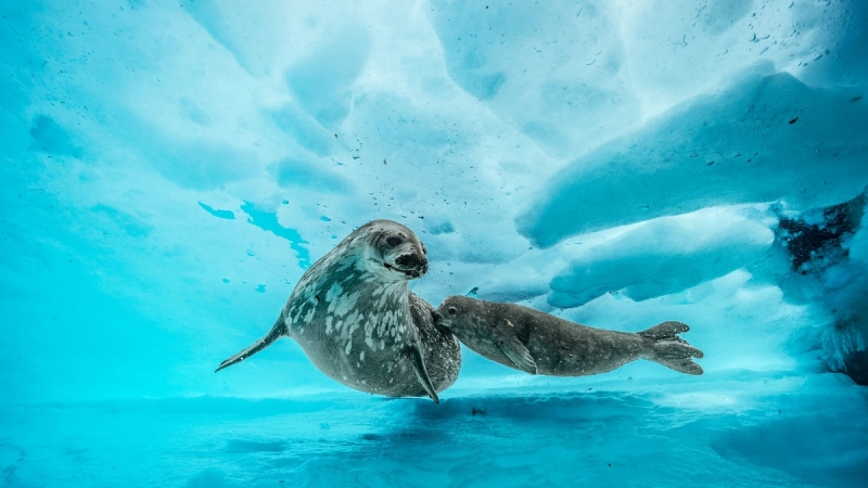 Inmost Dive Under Antarctica Reveals a Vibrant World