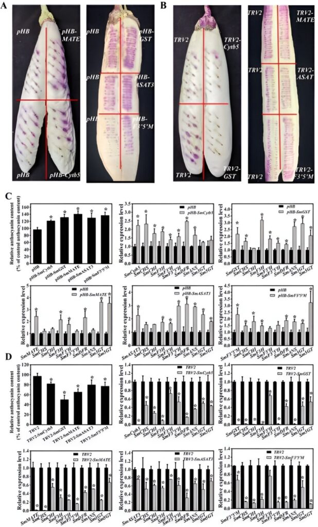 RNA-sequencing analysis exposes essential genes behind eggplant peel variation