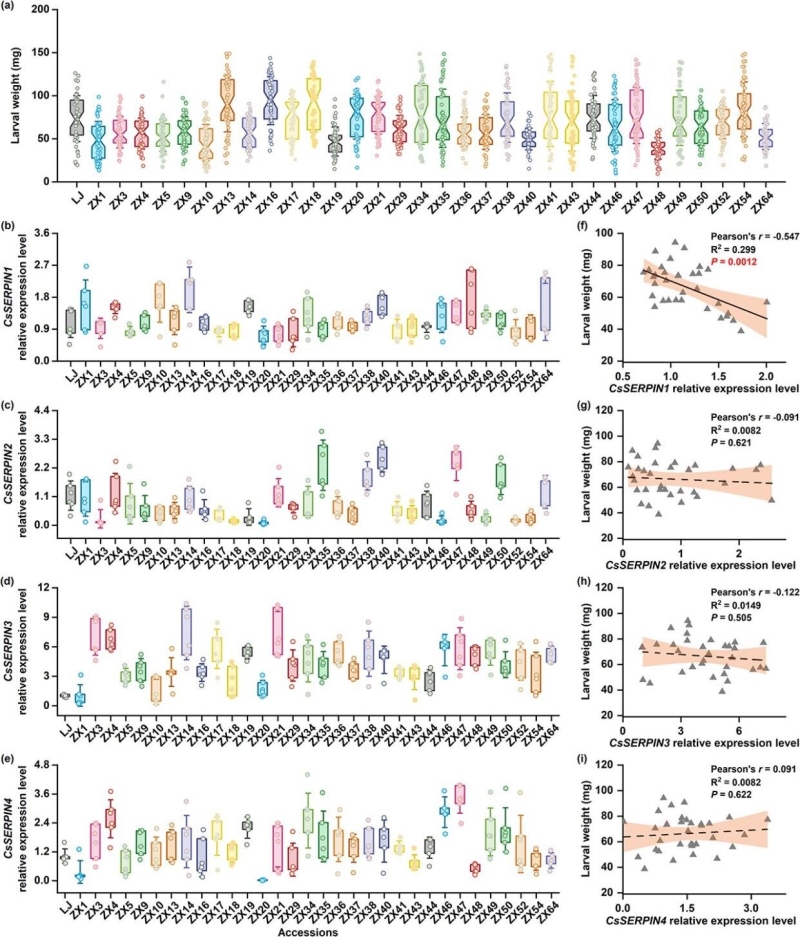 Opening the capacity of protease inhibitors for boosted bug resistance in tea plants