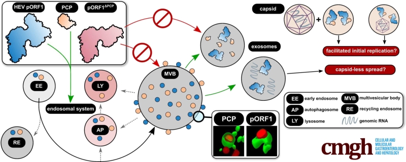 The liver disease E infection: New insights into targeted treatment and medical diagnosis