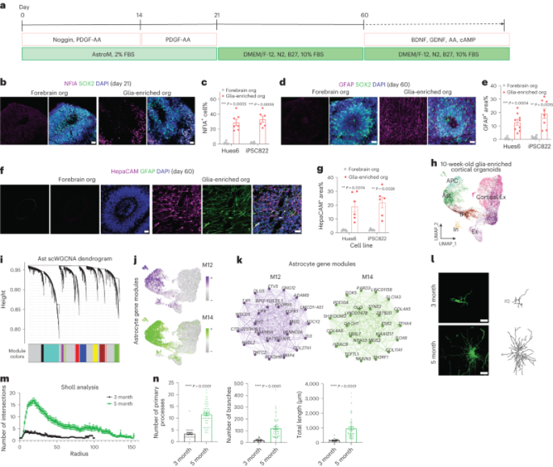 Morphological diversity and practical maturation of human astrocytes in glia-enriched cortical organoid transplanted in mouse brain