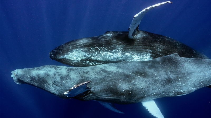 First-ever images reveal humpback whales mating– and they’re males