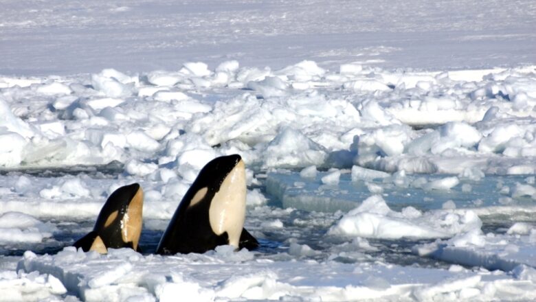 Rushing for Air, Here’s What Trapped the Orca Pod in Ice in Japan