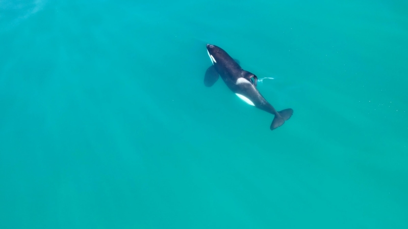 Single whale seen eliminating terrific white shark for very first time ever