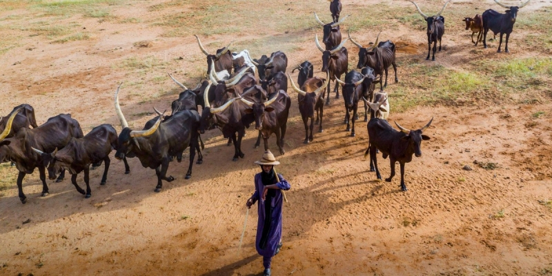 The tech that assists these herders browse dry spell, war, and extremists