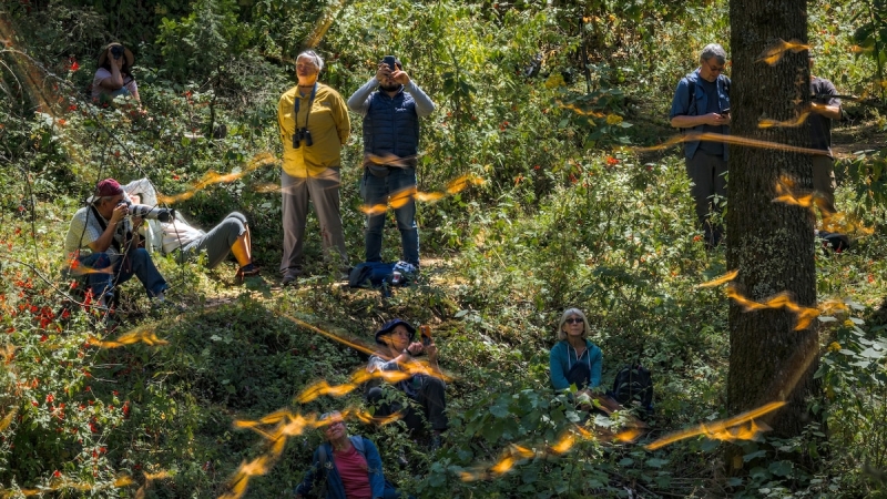 Countless butterflies drop in these Mexico sanctuaries. Here’s how to see them.