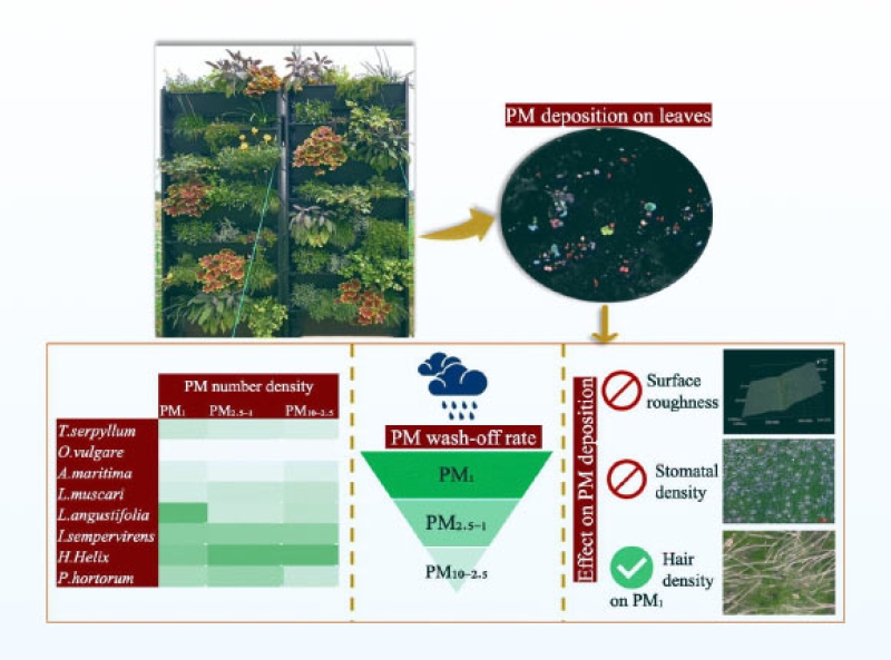 Research Study: Green Walls Can Strip Pollution from Air, Some Plants Do It Better than Others