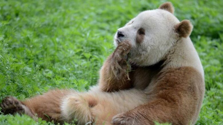 Researchers Solve Mystery of Brown Giant Pandas