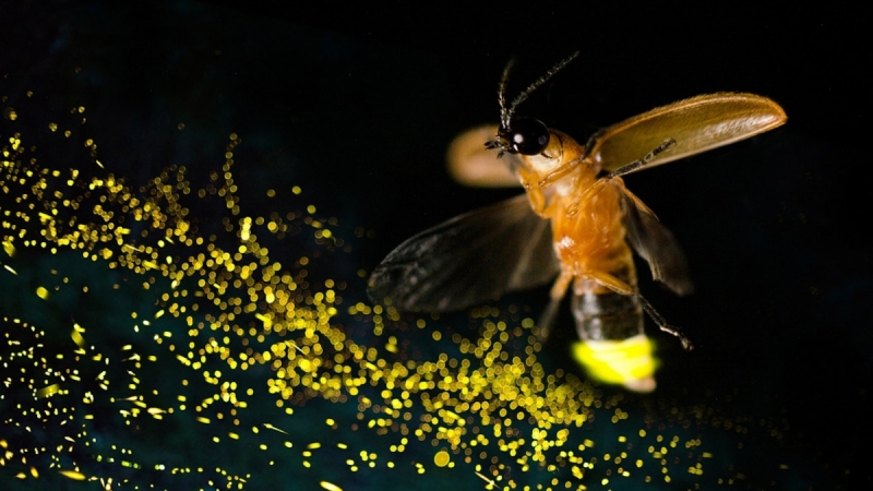 How do fireflies get their radiance? We lastly have some responses.