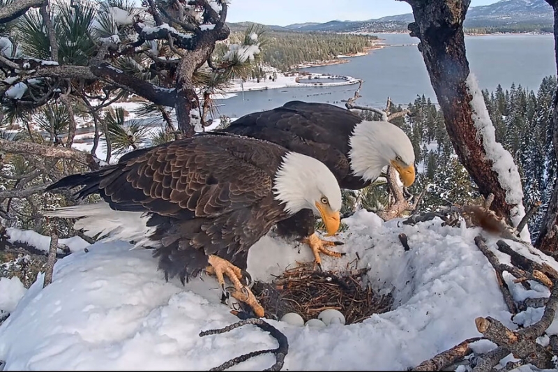 Bald eagles use web cam lessons on persistence and parenting